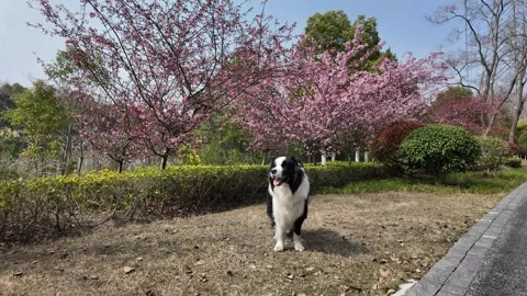 Serene Border Collie Sitting under Cherry Blossom Trees in a Spring Park Video stock 331511503