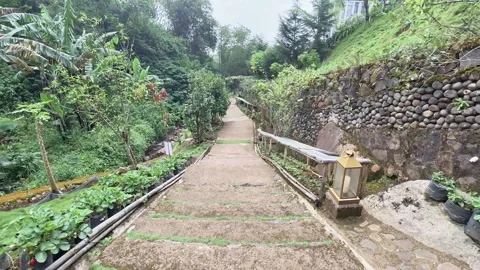 Serene botanical pathway through lush greenery with stone wall accents 스톡 동영상 331728712