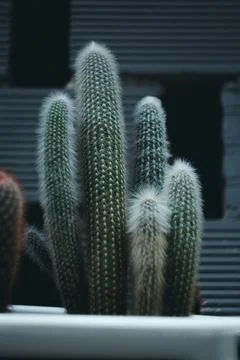 Serene Cacti Stock Photos