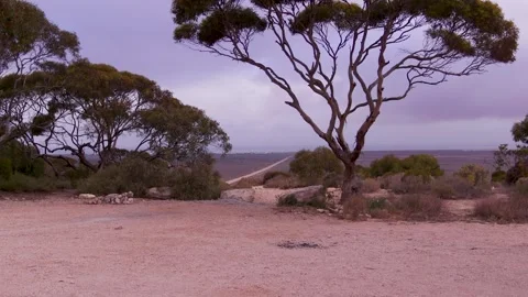 Serene Camping Ground with Eucalyptus Trees in Western Australia Stock Footage 332820185