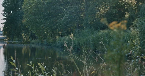Serene canal bordered by lush green trees and wild vegetation with soft morning Stock-Footage 339085499