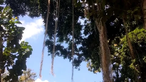 Serene Canopy Glimpse Video stock 331934794