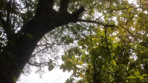 Serene Canopy Glow 库存影片 332924483