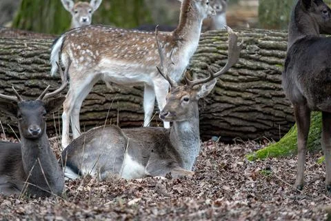 A serene capture of a diverse group of Fallow Deer peacefully coexisting. Stock Photos