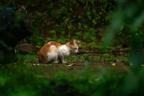 Serene Cat in a Natural Setting Foto stock