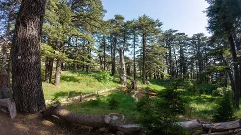 Serene Cedar Forest Landscape Stock Photos