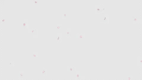 Serene Cherry Blossom Falling Petals Alpha Loop Stock Footage 333362689