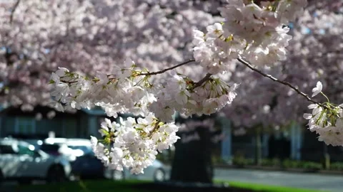 Serene Cherry Blossoms in Bloom Overlooking City Street Stock Footage 270186972