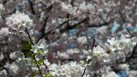 Serene Cherry Blossoms in Full Bloom Against a Blue Sky Stock Footage 270184898