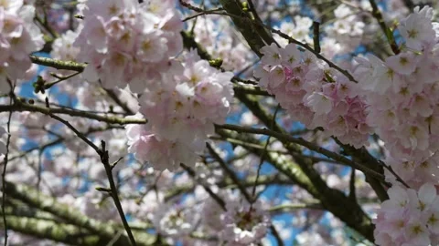 Serene Cherry Blossoms in Full Bloom Against Blue Sky Stock Footage 270184963