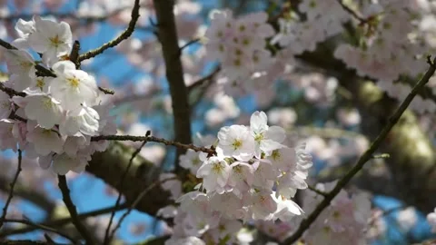 Serene Cherry Blossoms in Full Bloom Against Blue Sky Background Video stock 270185431