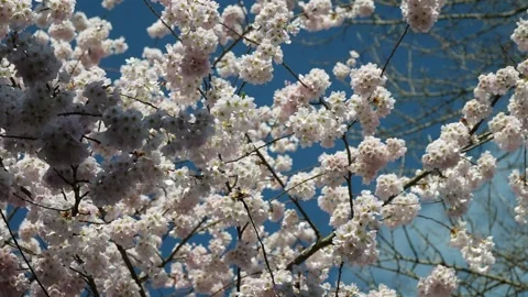 Serene Cherry Blossoms in Full Bloom Against Blue Sky Stock Footage 270185641