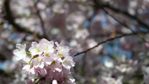 Serene Cherry Blossoms in Full Bloom Against Sky Stock Footage 270185905