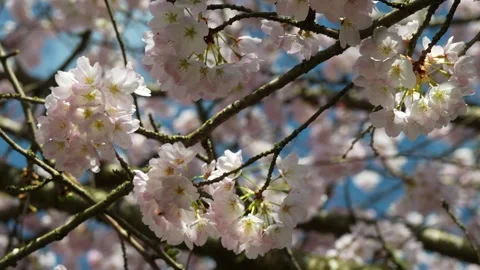 Serene Cherry Blossoms in Full Bloom Against Blue Sky Stock Footage 270186254