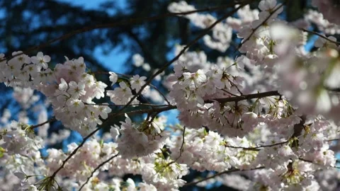 Serene Cherry Blossoms in Full Bloom Against Blue Sky Springtime Stock Footage 270186474