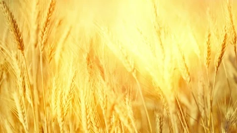 A serene cinematic shot of a sun-drenched golden wheat field at magic hour. Stock Footage 311809727