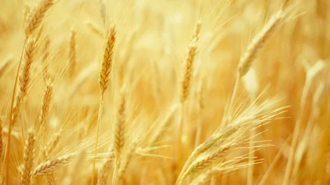 A serene cinematic shot of a sun-drenched golden wheat field at magic hour. Stock Footage 311811341