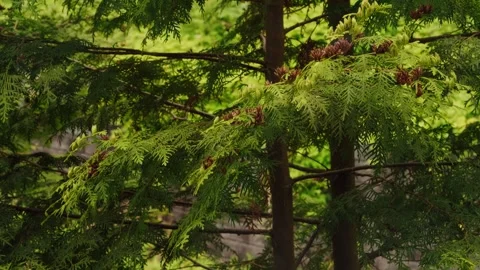 Serene Close-Up of Ancient Conifer Branches in Old Finnish Forest Stock Footage 346897299