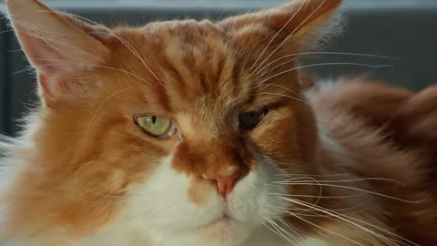Serene close-up of a fluffy ginger tabby cat with a white muzzle and green eyes Stock Footage 317160772