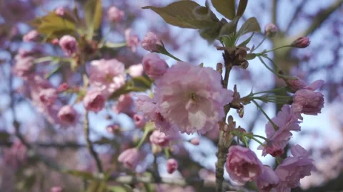 Serene Close-Up of Full Bloom Cherry Blossom Tree on a Spring Day | HLG Stock Footage 311899068