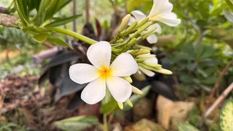 The serene close up image features five petal, pristine white frangipani flow Foto stock