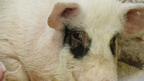 Serene close-up of a resting piglet with a distinctive black eye marking, lying Video stock 332338533