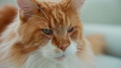 A serene close-up sequence of a ginger Maine Coon cat transitioning from a Stock Footage 317167023
