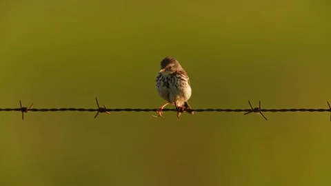 Serene Close-up of Sparrow Perched on Barbed Wire at Golden Hour Stock Footage 328690147