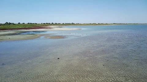 The Serene Coastal Haven with Flocking Seagulls. Stock Footage 317076341