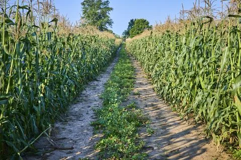 Serene Cornfield Path in Fort Wayne Indiana at Eye Level 스톡 사진