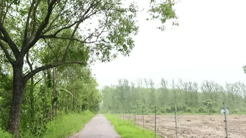 Serene Countryside Path Through Greenery Видео 343908415