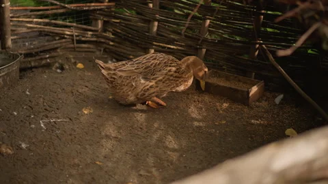 Serene countryside setting featuring quail and natural elements, Idyllic farm Video stock 333647663