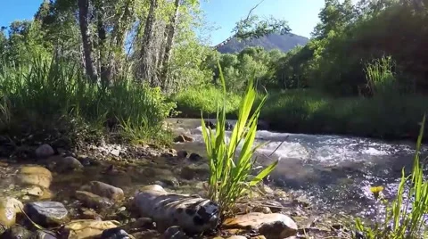 Serene creek in the Wasatch mountain range at Snowbasin, UT. Stock Footage 65121151