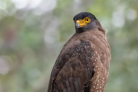 Serene Crested Serpent Eagle Perched Against a Soft Green Background in Its Stock Photos