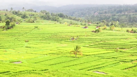 Serene Dawn Breaks Over Lush Green Rice Terraces in Southeast Asia Video stock 274939775