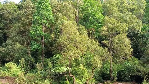 A serene deep forest, lush with towering trees and dappled sunlight filtering Stock Footage 278054354