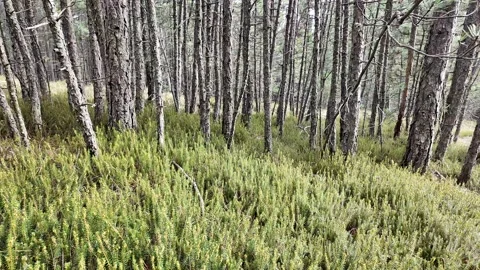 Serene Dense Pine Forest Landscape Stock Footage 288832256