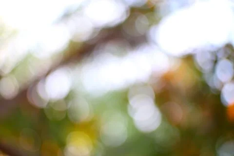 Serene diffused light filters through verdant foliage ambience Stock Photos