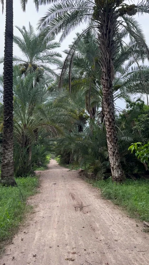 Serene Dirt Path Through Lush Date Palm Grove Stock Footage 328525894