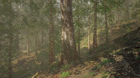 A serene dirt path winding through a picturesque birch forest Stock Illustration