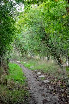 A serene dirt path winds through a lush green forest tunnel, featuring a uniq Stock Photos