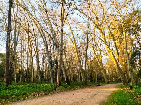 A serene dirt path winds through a golden forest at sunset. This tranquil woo Stock Photos