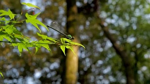 Serene Dragonfly Perched on Leaf in Sunlit Forest Scene Stock Footage 325479111