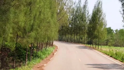 Serene Drive Along a Tree-Lined Pathway Vídeo Stock 308140175