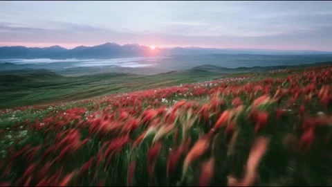 A serene drone flight over a vast field with tall grass and red ears of grain Stock Footage 314826157