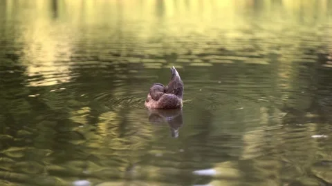 A serene duck preening its feathers in a tranquil pond Video stock 342192021