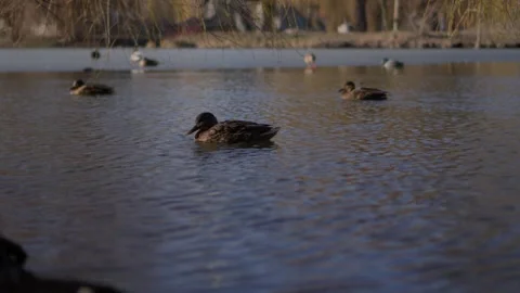 Serene Ducks Gracefully Gliding on a Tranquil Lake in the Soft Glow of Early Stock Footage 305281520