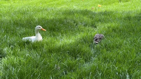 Serene Ducks on Lush Grass Stock Footage 288075976