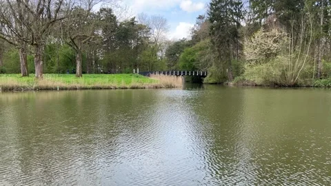 Serene Dutch Nature Water Reflection with Wildlife in Amsterdam Forest Stock Footage 334149896