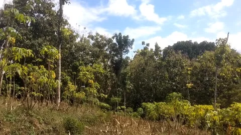 The Serene Edge of the Forest Vídeo Stock 335936847